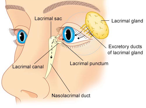 lacrimal punctum swollen